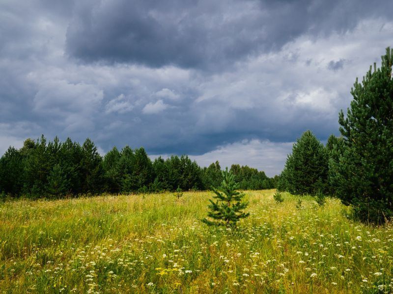 Acreage Clearing in Katy, TX
